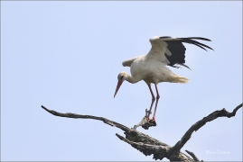 <p>ČÁP BÍLÝ (Ciconia ciconia) jižní Morava ----- White stork – Weißstorch</p>